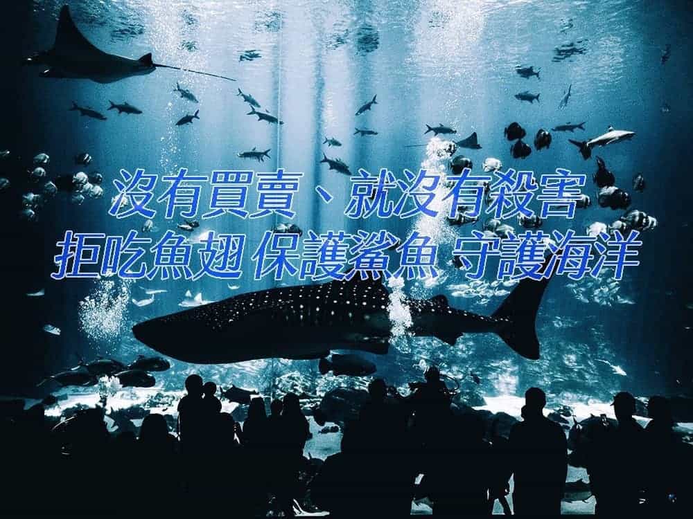 《沒有買賣、就沒有殺害》是人就該拒吃魚翅保護鯊魚守護海洋 1 1517646479 8054ec3eb335f7a9d4e0efe5022bb836