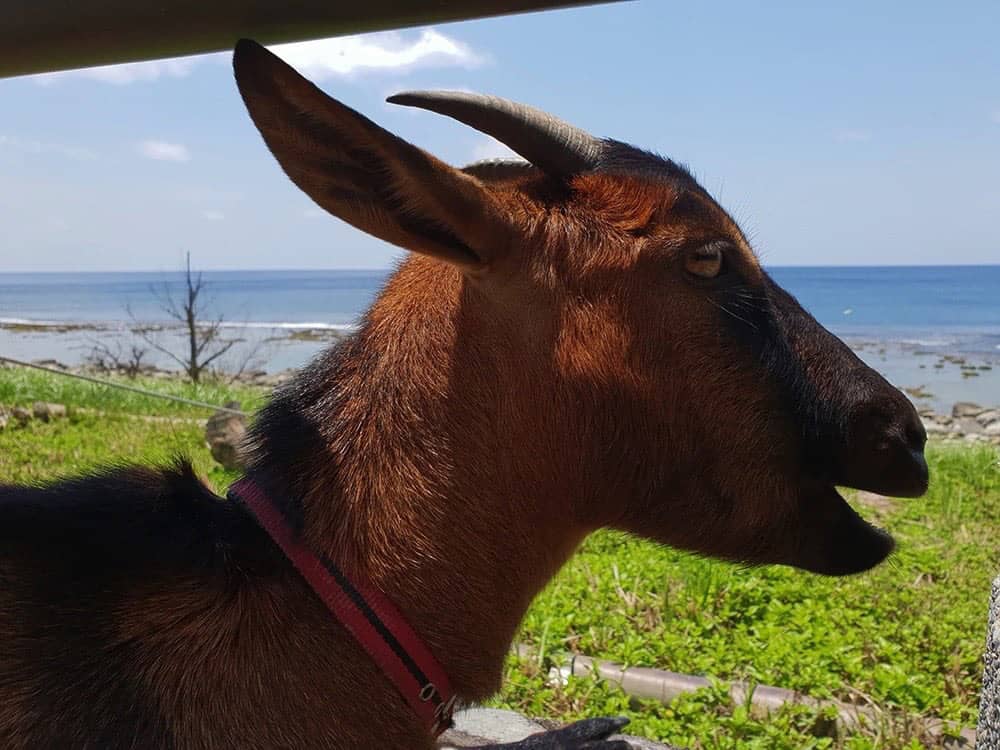 上山下水夜拍動態都難不倒它 Samsung Galaxy S9+旅拍最佳幫手 16 1525256469 80e39544116f438a574909cd24300f1c