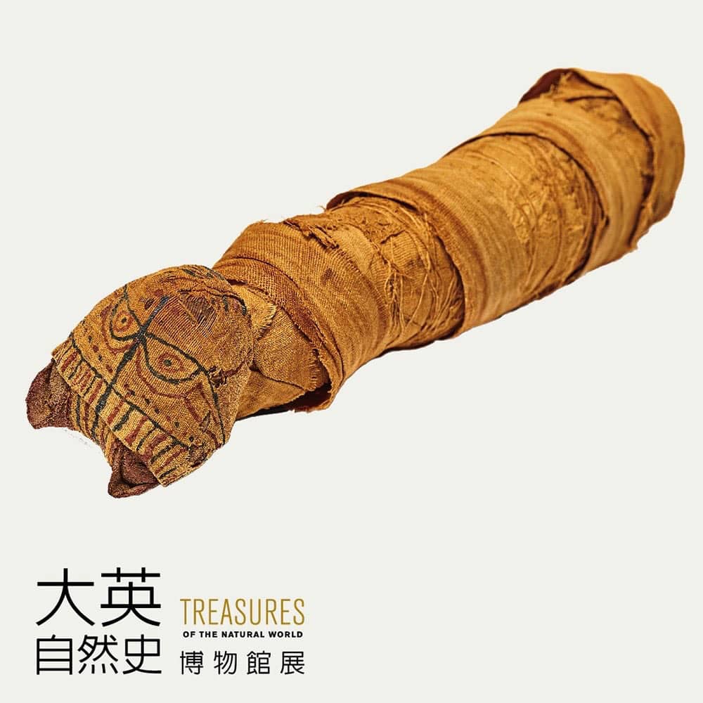 《大英自然史博物館展》嚴選227件珍品首度登台展覽 9 1526363840 e968375f08e91bb5ba49352c635dcf15