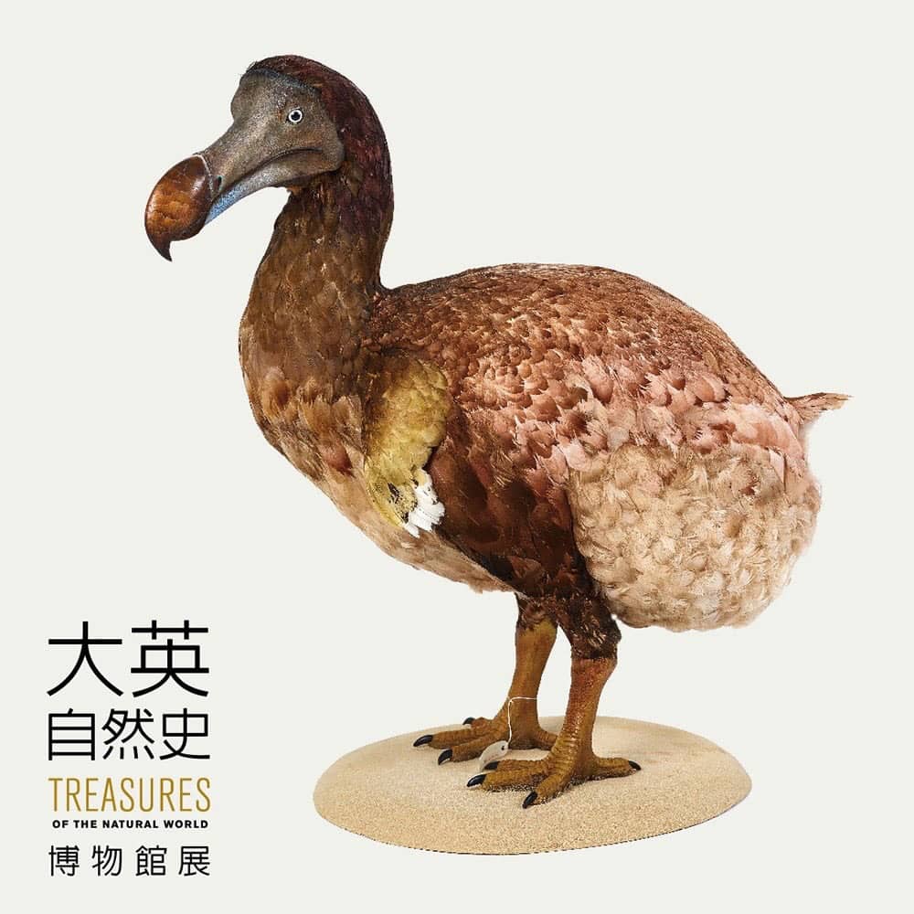 《大英自然史博物館展》嚴選227件珍品首度登台展覽 8 1526363843 f6ad9c5d1d446369b3c734c72dc2c131