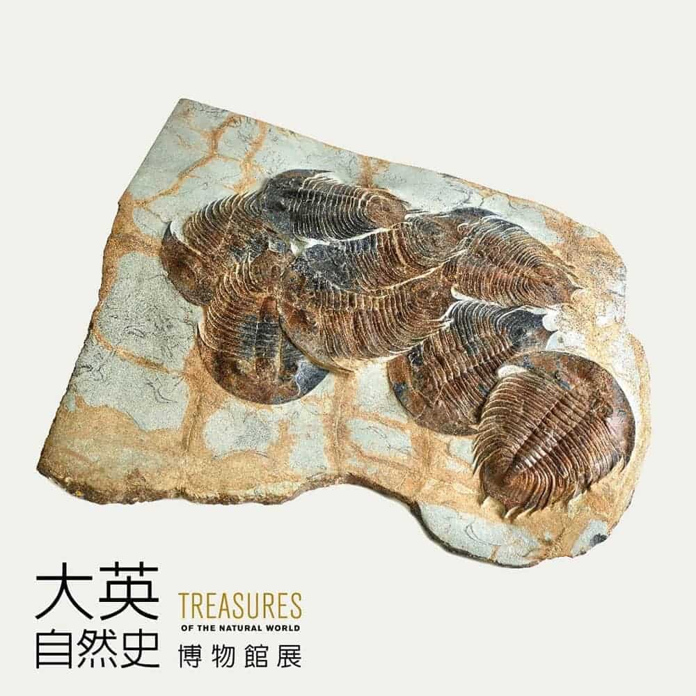 《大英自然史博物館展》嚴選227件珍品首度登台展覽 12 1526365435 99c97fdda34ddffdd810c2723a33019f