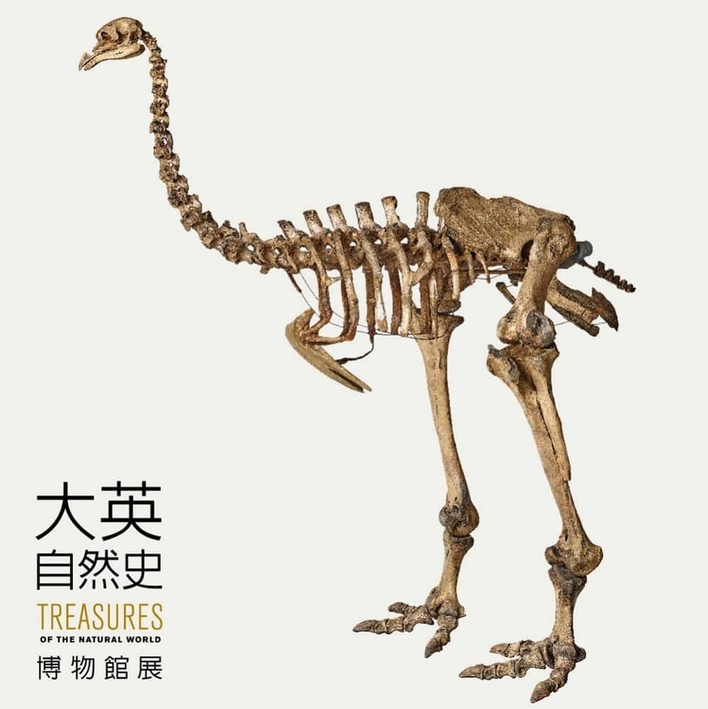 《大英自然史博物館展》嚴選227件珍品首度登台展覽 10 1526365442 1543eac346968fd387ce91ee5791cb81