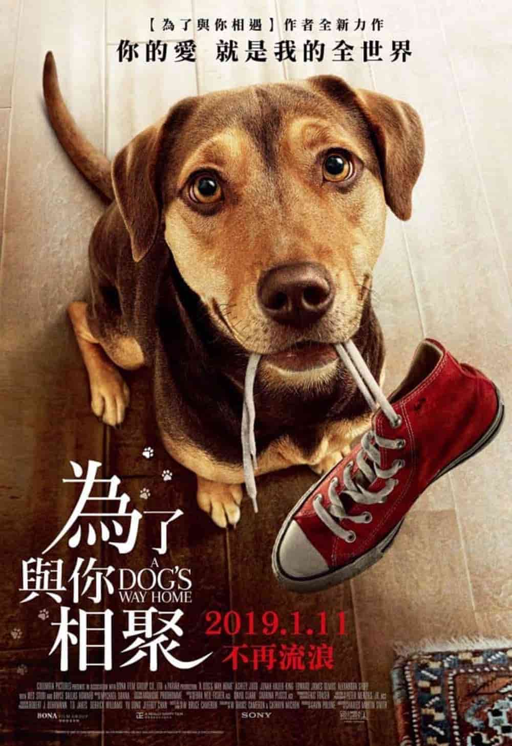 「為了與你相遇」原著作者最新暢銷小說《為了與你相聚》遍尋全美動物收容所試鏡,米克斯終結流浪成為電影明星由侏儸紀女星獻聲 5 1544755920 d2f90b7d1692917fa20a84031405c81e