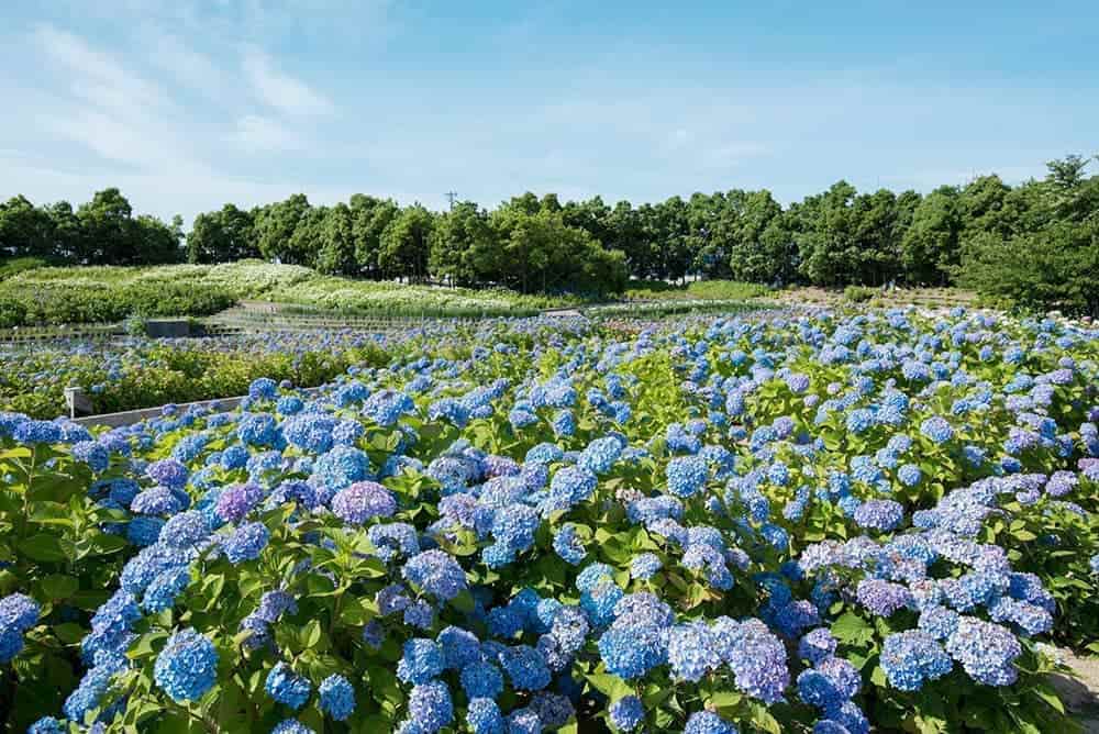 名古屋話題景點7月暑假搶先玩、台灣出發直飛日本中部國際機場新特麗亞! 6 1560495003 470b7051bea08d03e1849bc435189b50