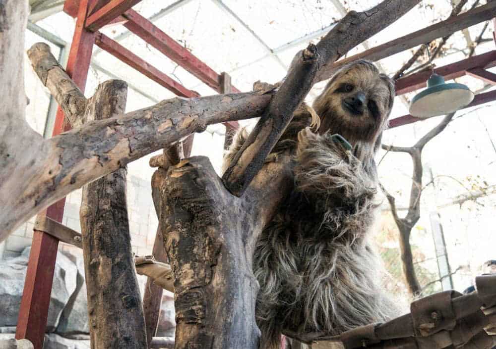 沒有動物的動物園!?《超"人"氣動物園》台灣觀眾笑出眼淚「場面完全失控!」 4 1581649709 960b0a6b383fedf0b3ac396293f61b45