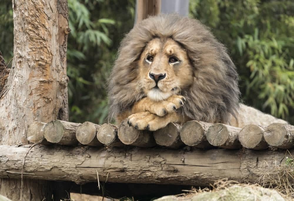 沒有動物的動物園!?《超"人"氣動物園》台灣觀眾笑出眼淚「場面完全失控!」 3 1581649725 09a11f6b335ff3b77b301349599eaae1