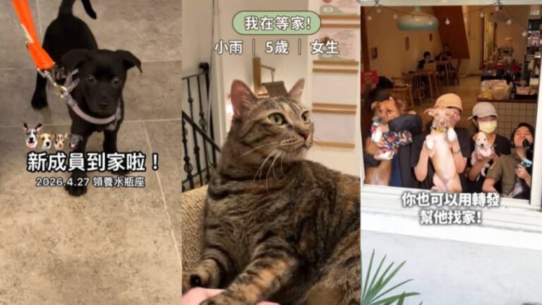 從破產邊緣到送養破百隻！TikTok以社群商機翻轉毛孩命運